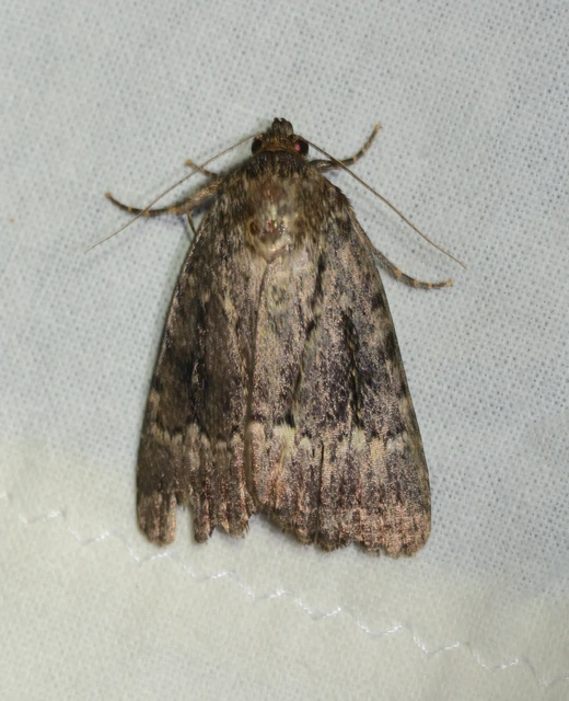 Amphipyra pyramidea - fahéjszínű bagoly