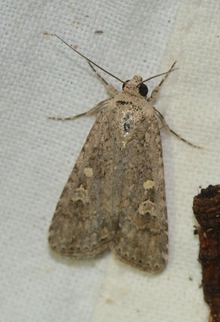 Spodoptera exigua - apró jegyesbagoly