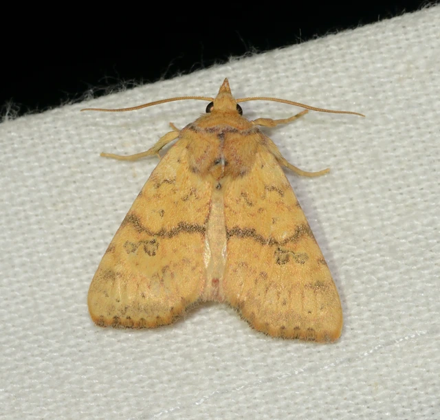 Tiliacea sulphurago - kénes sárgabagoly