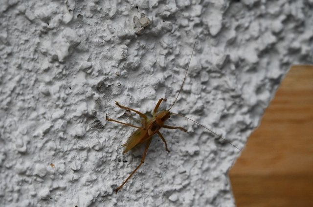 Tettigonia cantans - éneklő lombszöcske