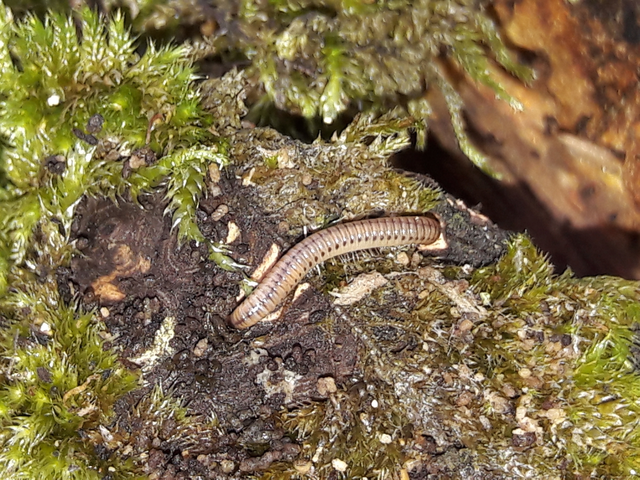 Diplopoda - Ikerszelvényesek