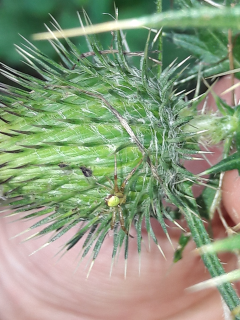 Ebrechtella tricuspidata - alakoskodó karolópók