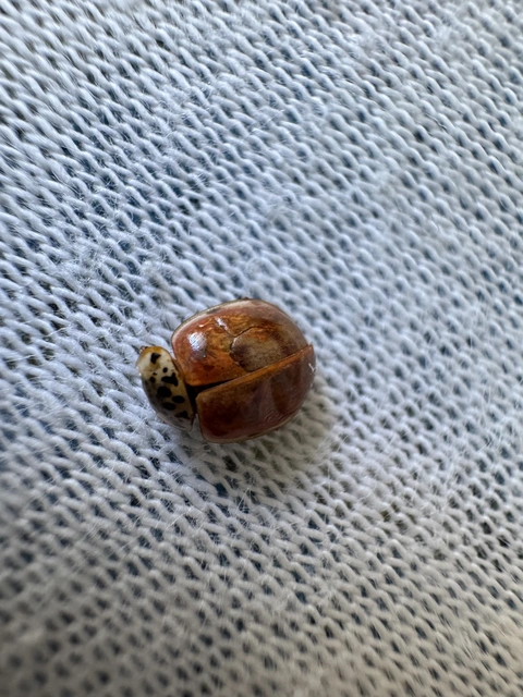 Harmonia quadripunctata - négypettyes katica