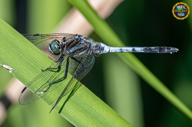 Orthetrum albistylum - fehérfarkú pásztorszitakötő