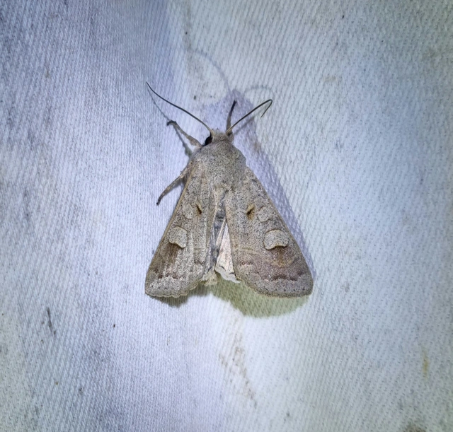 Ammoconia caecimacula - szürke őszibagoly