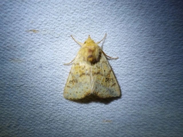 Tiliacea sulphurago - kénes sárgabagoly