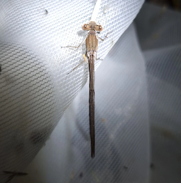 Sympecma fusca - téli rablószitakötő