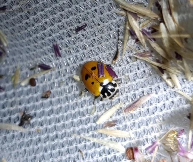 Hippodamia variegata - tizenhárompettyes katica