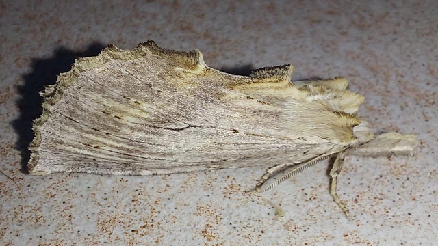 Pterostoma palpina - csőrös púposszövő