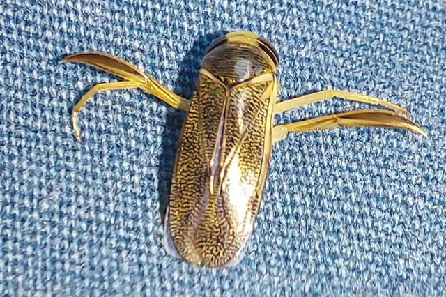 Corixidae - búvárpoloskák Corixidae - búvárpoloskák