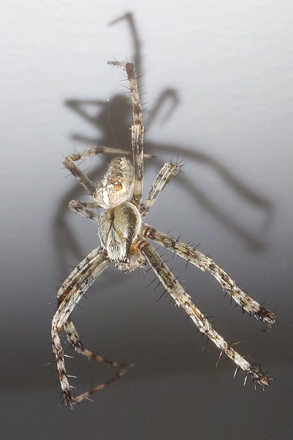 Araneus diadematus - koronás keresztespók