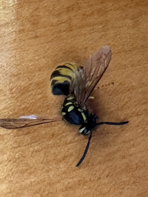 Vespula vulgaris - kecskedarázs