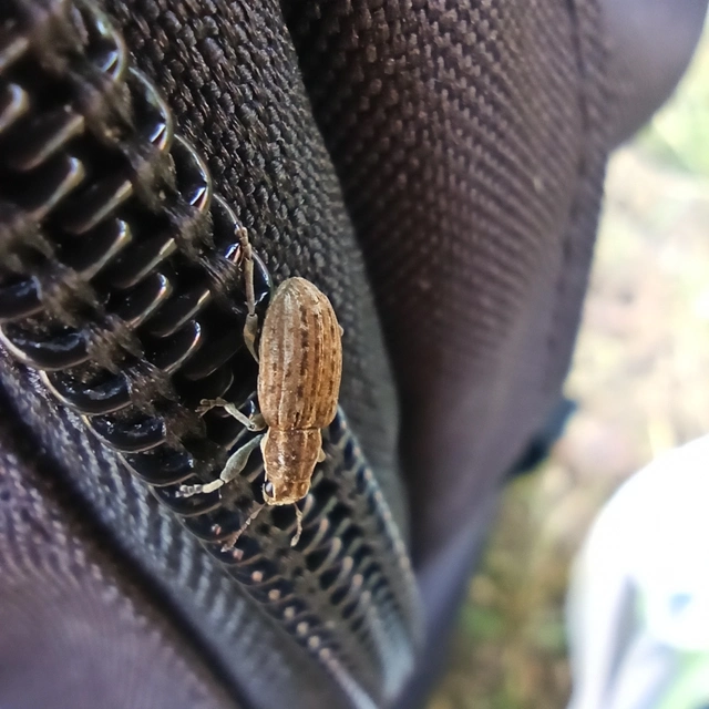 Sitona puncticollis - nagy csipkézőbogár