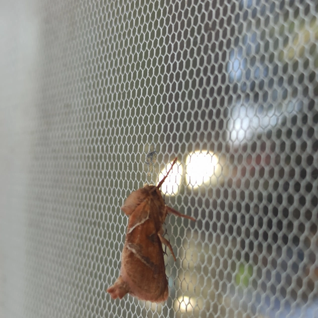 Triodia sylvina - kis gyökérrágólepke