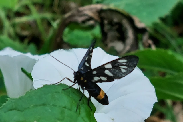 Amata phegea - fehérpettyes álcsüngőlepke