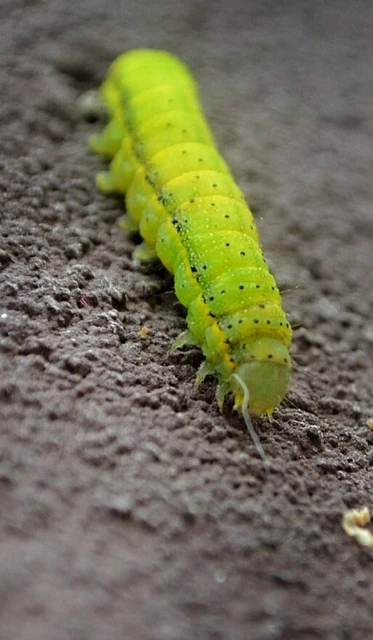 Lacanobia oleracea - saláta-kertibagoly