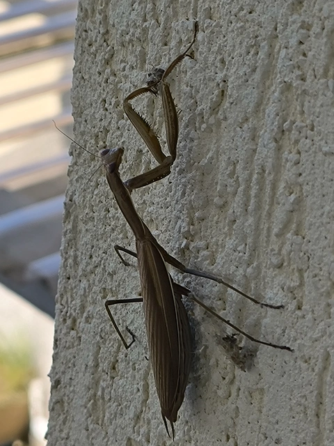 Mantis religiosa - imádkozósáska