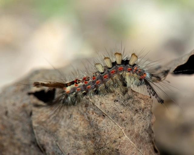 Orgyia antiqua - rozsdabarna kisszövő