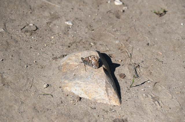 Hipparchia semele - barna szemeslepke