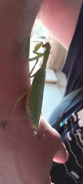 Hierodula tenuidentata - óriás ázsiai imádkozósáska