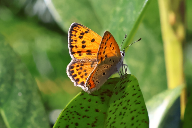 Lycaena thersamon - kis tűzlepke