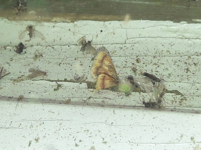 Idaea muricata - mocsári pirosaraszoló