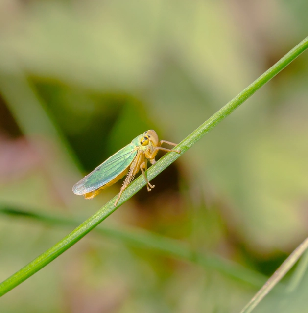 Cicadella viridis - méregzöld kabóca
