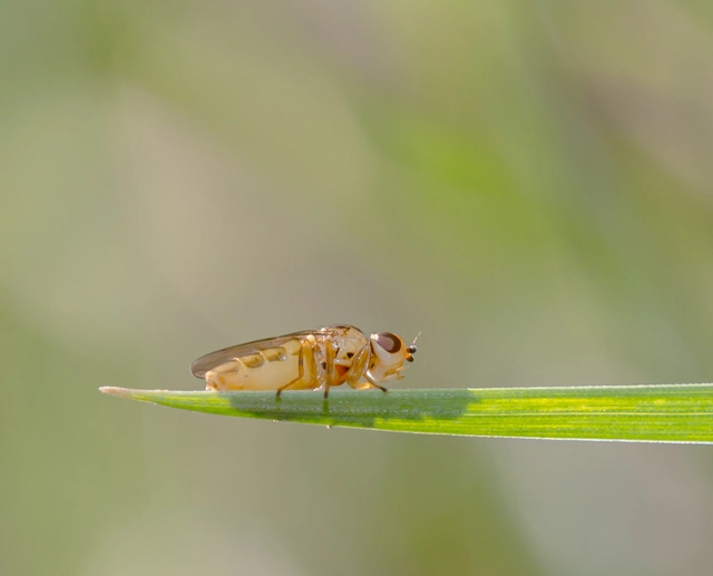 Chlorops