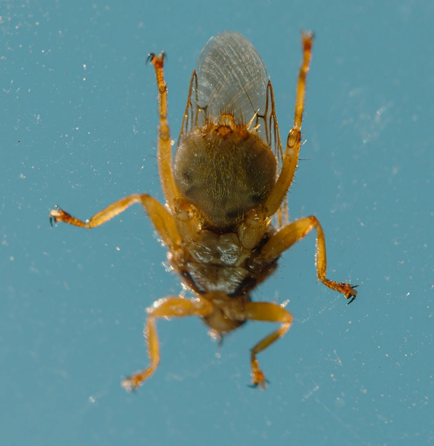 Hippoboscidae - kullancslegyek