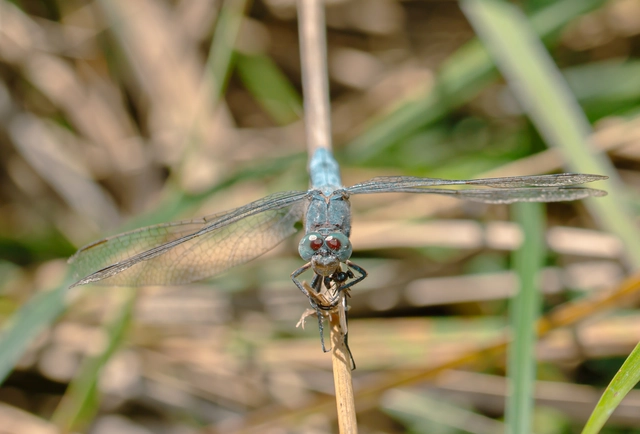 Orthetrum coerulescens - karcsú pásztorszitakötő