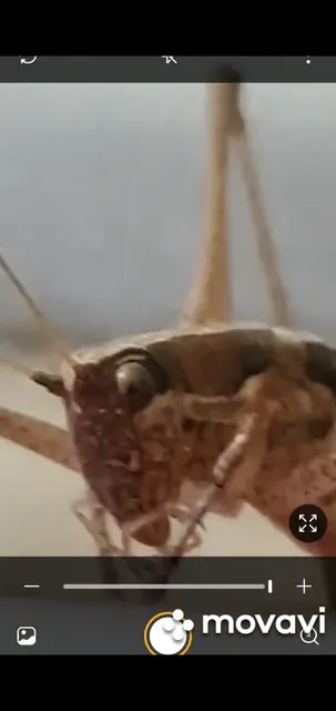 Yersinella raymondi