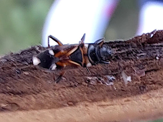 Raglius alboacuminatus - tarka díszesbodobács