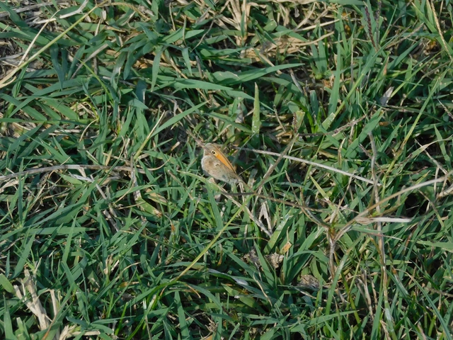 Coenonympha pamphilus - kis szénalepke