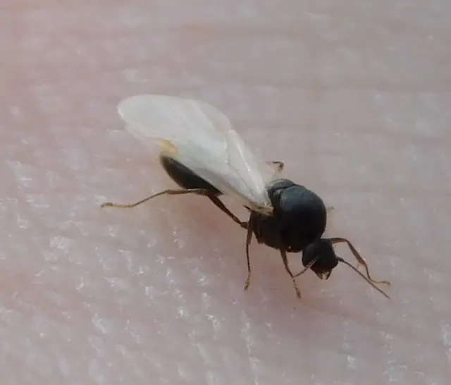 Solenopsis