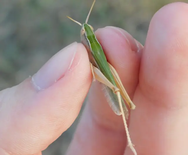Chorthippus