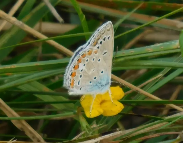 Polyommatus icarus - közönséges boglárka