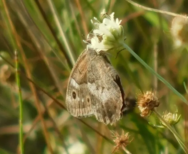 Hipparchia statilinus - homoki szemeslepke