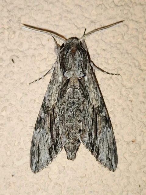 Agrius convolvuli - szulákszender