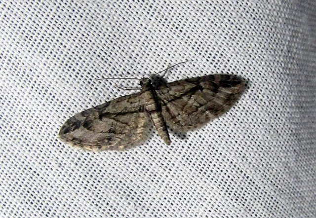 Eupithecia ericeata - feketefenyő-törpearaszoló