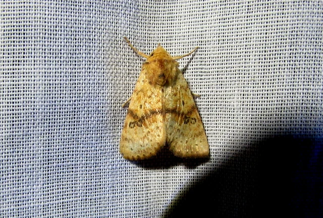 Tiliacea sulphurago - kénes sárgabagoly