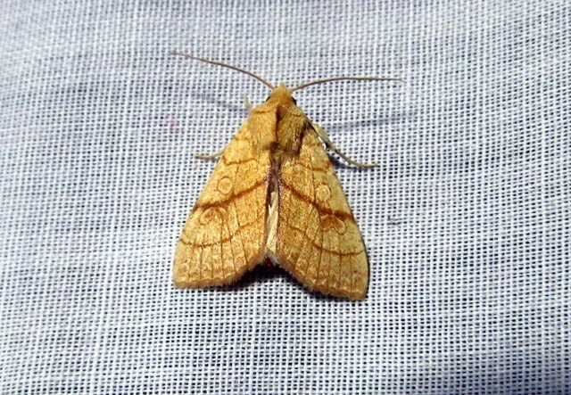 Tiliacea citrago - citromszínű sárgabagoly