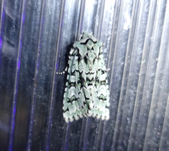 Griposia aprilina - őszi zöldbagoly