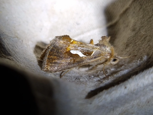 Macdunnoughia confusa - cseppfoltos ezüstbagoly