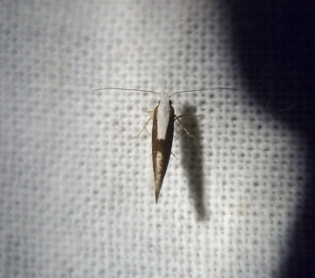 Argyresthia