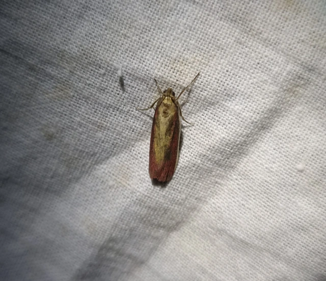 Oncocera semirubella - lucernamoly