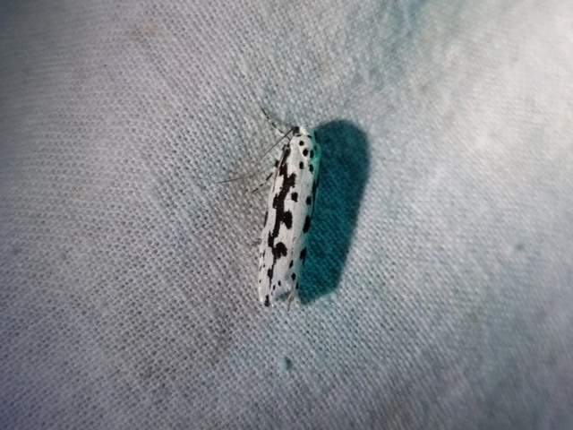 Ethmia