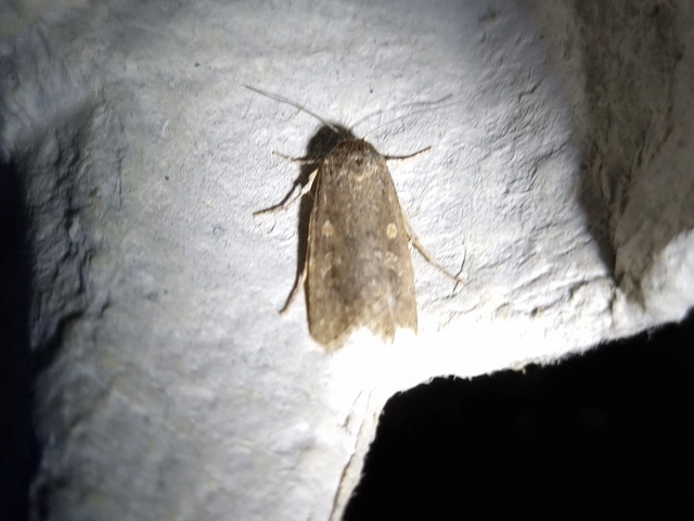 Spodoptera exigua - apró jegyesbagoly