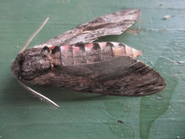 Agrius convolvuli - szulákszender