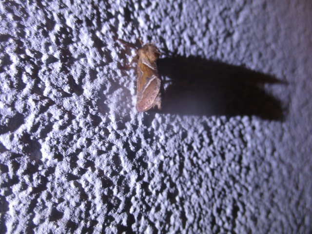 Triodia sylvina - kis gyökérrágólepke