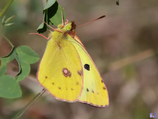 Colias hyale - kéneslepke